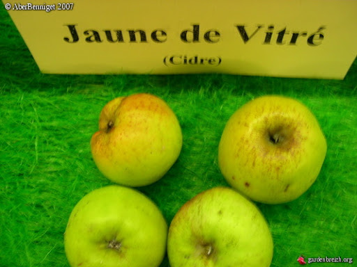 Jaune de Vitre